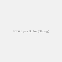 RIPA Lysis Buffer (Strong)